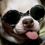 A chihuahua named Tequila takes in the scene through sunglasses the day before the Westminster dog show in New York, Sunday, Feb. 10, 2008. The 132nd Westminster Kennel Club Dog Show runs for two days, starting on Monday. (AP Photo/Seth Wenig)