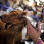Sunny, a 5-year-old Standard Longhaired Dachshund from Paradise Valley, Ariz., gets his ears blown dry after having a bath in the backstage area during the 132nd Westminster Kennnel Club Dog Show at Madison Square Garden Monday, Feb. 11, 2008 in New York. (AP Photo/Jason DeCrow)
