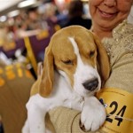 Cash, left, a 3-year old Beagle from Norco, Calif., gets carried back to his pen in the backstage area after being judged during the 132nd Westminster Kennnel Club Dog Show at Madison Square Garden Monday, Feb. 11, 2008 in New York. (AP Photo/Jason DeCrow)