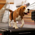 Uno, a beagle, jogs on a treadmill inside the Pennsylvania Hotel in New York, February 8. Experts say the 2 year old has a chance to be the first Beagle to ever win best in show at the Westminster Kennel Club Dog Show. The 132nd competiton opens which opens today at Madison Square Garden in New York.