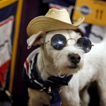 Wearing sunglasses, a scarf and a hat, Pogo, a 4-year old Parson Russell terrier from Azle, Texas, stands atop his crate in the backstage area during the 132nd Westminster Kennnel Club Dog Show at Madison Square Garden Monday, Feb. 11, 2008 in New York. (AP Photo/Jason DeCrow)