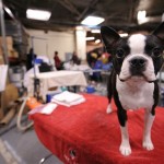 Walter a Boston Terrier competing in the Non Sporting Category waits backstage to get ready for the Westminster Dog Show at Madison Square Garden, Monday, Feb. 11, 2008, in New York. (AP Photo/Peter Kramer)
