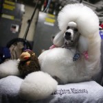Remy, a 3-year old standard poodle from Greensboro, N.C., waits to be groomed in the backstage area during the 132nd Westminster Kennnel Club Dog Show at Madison Square Garden Monday, Feb. 11, 2008 in New York. (AP Photo/Jason DeCrow)
