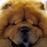 Chubby, a 5-year old chow chow from Memphis, Tenn., sits atop his crate in the backstage area during the 132nd Westminster Kennnel Club Dog Show at Madison Square Garden Monday, Feb. 11, 2008 in New York. (AP Photo/Jason DeCrow)