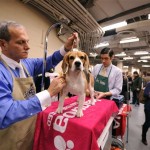 A handler identified only as Mattias grooms Eric a Beagle who is competing in the Houndog category backstage at the Westminster Dog Show at Madison Square Garden, Monday, Feb. 11, 2008, in New York. (AP Photo/Peter Kramer)
