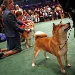 Taichung Kokoro of Niji, a 10-year-old shiba inu, waits to be judged in the ring during the 132nd Westminster Kennnel Club Dog Show at Madison Square Garden Monday, Feb. 11, 2008 in New York. (AP Photo/Jason DeCrow)