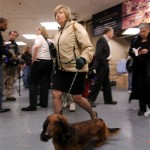 A Daschund goes for a walk backstage at the Westminster Dog Show at Madison Square Garden, Monday, Feb. 11, 2008, in New York. (AP Photo/Peter Kramer)