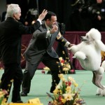 Remy, a standard poodle, jumps into the arms of Christian Manelopoulos, center, after being declared the winner of the non-sporting group at the 132nd Westminster Kennel Club Dog Show at Madison Square Garden in New York, Monday, Feb. 11, 2008. Remy won Best in Group. (AP Photo/Seth Wenig)