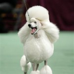 Remy, a standard poodle, competes in the non-sporting group at the 132nd Westminster Kennel Club Dog Show at Madison Square Garden in New York, Monday, Feb. 11, 2008. Remy won best in Group. (AP Photo/Seth Wenig)
