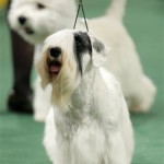 Charmin, a Sealyham terrier, competes in the terrier group at the 132nd Westminster Kennel Club Dog Show at Madison Square Garden in New York, Monday, Feb. 11, 2008. Charmin won the Best in Group. (AP Photo/Seth Wenig)
