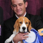 Handler Aaron Wilkerson and Uno, a 15-inch beagle, winner of the hound group pose with their blue ribbon at the 132nd Westminster Kennel Club Dog Show at Madison Square Garden, Monday, Feb. 11, 2008, in New York. (AP Photo/Peter Kramer)