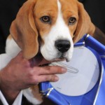 Uno, a 15-inch beagle, winner of the hound group poses with his blue ribbon at the 132nd Westminster Kennel Club Dog Show at Madison Square Garden, Monday, Feb. 11, 2008, in New York. (AP Photo/Peter Kramer)
