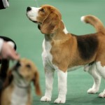 Uno, a 15-inch beagle, looks up at his handler during the hound group competition at the 132nd Westminster Kennel Club Dog Show at Madison Square Garden in New York, Monday, Feb. 11, 2008. Uno won the Best in Group. (AP Photo/Seth Wenig)