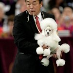 Vikki, a toy poodle, and her handler Kaz Hosaka, prepare for judging during the toy group competition at the 132nd Westminster Kennel Club Dog Show at Madison Square Garden in New York, Tuesday, Feb. 12, 2008. Vikki won Best in Group. (AP Photo/Seth Wenig)
