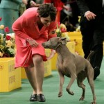 Marge, a weimaraner, and her owner Alessandra Folz celebrate winning the sporting group at the 132nd Westminster Kennel Club Dog Show at Madison Square Garden in New York, Tuesday, Feb. 12, 2008. (AP Photo/Seth Wenig)
 
