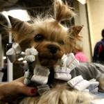 K.J., a 2 1/2 year old Yorkshire terrier from Dallas, Texas, sits in the benching area after competing in the 132nd Annual Westminster Kennel Club Dog Show, Tuesday, Feb. 12, 2008 at New York's Madison Square Garden. (AP Photo/Tina Fineberg)
