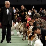 Judge J. Donald Jones, left, looks at Uno, a 15-inch beagle, during the competition for Best in Show at the 132nd Westminster Kennel Club Dog Show at Madison Square Garden in New York, Tuesday, Feb. 12, 2008. Judge Jones went on to select Uno as the winner. (AP Photo/Jason DeCrow)