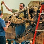 Paul Zawisha, center, works with Bob Ziller to install the scull on a Tyrannosaurus rex skeleton at the Carnegie Museum of Natural History in Pittsburgh Tuesday, Feb. 26, 2008. This Tyrannosaurus rex is one of two "battling Tyrannosaurus" that are part of the final phase of the Dinosaurs in Their Time exhibit that will open in June 2008. (AP Photo/Gene J. Puskar)