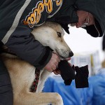 Four-time Iditarod champion Jeff King puts booties on one of his dogs as he gets ready to leave the Unalakleet, Alaska checkpoint Monday, March 9, 2008, about an hour behind defending champion Lance Mackey. (AP Photo/Al Grillo)


