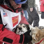 Paul Gebhardt, of Kasilof, Alaska checks his dogs after he finished the Iditarod Trail Sled Dog Race in Nome, Alaska, Wednesday, March 12, 2008, in 8th place. (AP Photo/Al Grillo)