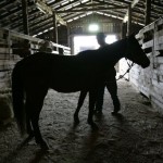 D.P. Lowther, who has helped to preserve the Marsh Tacky breed on his family farm in Ridgeland, S.C., works in hi stable with one of the horses Thursday, Feb. 21, 2008. (AP Photo/Mary Ann Chastain)
