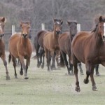 Marsh Tacky horses run free on D.P. Lowther's farm in Ridgeland, S.C. Thursday, Feb. 21, 2008. (AP Photo/Mary Ann Chastain)