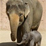 Cow elephant Khaing Hnin Hnin, left and her elephant calf, are seen in the elephant enclosure of the Hanover Zoo, northern German, Wednesday, May 7, 2008. The unnamed elephant was born Tuesday. (AP Photo/Joerg Sarbach)
