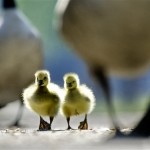 Canada geese and their goslings are seen near the Schuylkill River in Philadelphia, Wednesday, May 7, 2008. (AP Photo/Matt Rourke)