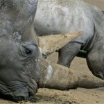 A newly-born white rhino calf, still unnamed, is seen next to its mother Clara, in their enclosure at Whipsnade Zoo, in Whipsnade, England, Tuesday April 29, 2008. African two-horned White rhinos, one of the five species of rhino, are a major breeding species at Whipsnade Zoo and the new calf, is the zoo's 55th since 1970. The zoo currently holds a herd of 10 animals, three males, five females and two calves. (AP Photo/Lefteris Pitarakis)