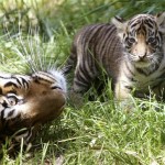 In this photo provided by the San Francisco Zoo, a 6-week-old, 12 pound baby Sumatran tiger is watched by his 5-year-old mother Leanne, in the outdoor exhibit at the San Francisco Zoo, Monday, April 14, 2008 in San Francisco. His mom delivered triplet male cubs on March 7. She debuted them today, one at a time, in the outdoor public exhibit. (AP Photo/San Francisco Zoo, George Nikitin)