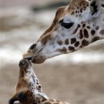 A baby giraffe is seen with its mother in the zoo of Hanover, northern Germany, on Tuesday April 8, 2008. It was born on Feb. 16 and is already more than 2 meters tall. (AP Photo/Kai-Uwe Knoth)
