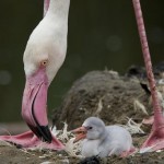 A male greater flamingo cares for a day-old chick at the San Diego Zoo's Wild Animal Park on Wednesday, April 30 , 2008, in San Diego, Calif. Flamingos are raised in colonies where the fathers share equal responsibility with the mothers for making nests, incubating eggs and rearing the chicks. (AP Photo/San Diego Zoo, Ken Bohn)