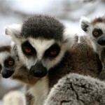  A ring tailed lemur carries her babies at Attica Zoological Park in Spata, near Athens, Thursday, April 10, 2008. The Zoo welcomed four ring-tailed babies the past month, from two different mothers. (AP Photo/Thanassis Stavrakis)
