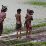 Myanmar boys walk through a rice field during a heavy rain storm on the outskirts of Yangon, Myanmar, Thursday, May 15, 2008. Heavy rains and another potentially powerful storm headed toward Myanmar's cyclone-devastated delta Thursday, as the U.N. warned that inadequate relief efforts could lead to a second wave of deaths among the estimated 2 million survivors. (AP Photo)