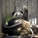 A panda stretches its body in a cage at China Conservative and Research Center for the Giant Panda in Wolong, China's southwest Sichuan province, Tuesday, June 10, 2008. The nine-year-old Mao Mao was finally found Monday and dug out Tuesday, almost a month after the May 12 devastating earthquake, crushed by a wall of her enclosure as the river nearby swelled with landslide debris. (AP Photo/Alexander F. Yuan)
