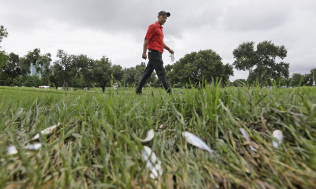 Cameron Percy walks by dead minnows on the 11th fairway during the second round of the Byron Nelson...