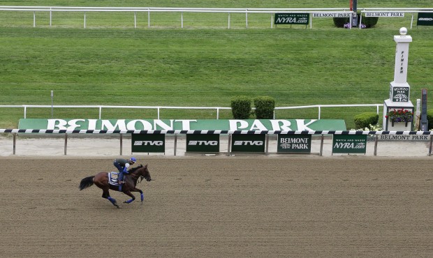 Kentucky Derby and Preakness Stakes winner American Pharoah, with exercise rider Jorge Alvarez up, ...