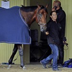 
              Exercise rider Dana Barnes walks Kentucky Derby and Preakness Stakes winner American Pharoah in the barn after a morning gallop at Belmont Park in Elmont, N.Y., Friday, June 5, 2015. American Pharoah will try to become horse racing's 12th Triple Crown winner and first since Affirmed in 1978 when he runs in the Belmont Stakes on Saturday.  (AP Photo/Garry Jones)
            