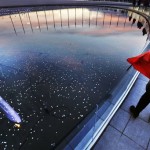 The Olympic cauldron is reflected in a pool as a spectator stands at right draped in the Russian flag on the Olympic Plaza at the 2014 Winter Olympics, Thursday, Feb. 13, 2014, in Sochi, Russia. (AP Photo/David Goldman)