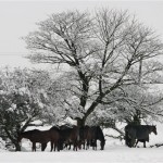 Horses are seen sheltering under a tree which has been covered by heavy snowfall, in Gateshead, England, Monday, Nov. 29, 2010. Britain has shivered in sub-zero temperatures since Thursday as snow fell unseasonably early, with more wintry weather on the way. Up to 10cm (4 inches) of snow settled in northern Scotland and north-east England overnight, the earliest major snowfall in 17 years. (AP Photo/Scott Heppell)