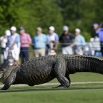 An alligator crosses the 14th fairway during the first round of the PGA Tour Zurich Classic golf tournament at TPC Louisiana in Avondale, La., Thursday, April 25, 2013. (AP Photo/Gerald Herbert)