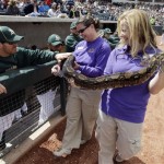 Oakland Athletics pet a common boa held by Carrie Flood, center, and Sarena Gill of the Phoenix Zoo before the Athletics' spring training baseball game against the Arizona Diamondbacks on Monday, March 19, 2012, in Phoenix. (AP Photo/Marcio Jose Sanchez)