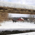 A snow-covered fence borders Rice Farms where 
horses were out grazing in the snow on Tuesday, 
Dec. 14, 2010, in Glen Head, N.Y. (AP 
Photo/Kathy Kmonicek)