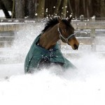 A horse frolics in the fresh snow Tuesday, Dec. 
14, 2010, in Gates Mills, Ohio. Renewed snow 
and bone-chilling temperatures are making it 
feel like below-zero in parts of northern Ohio. 
(AP Photo)