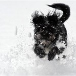 A little dog enjoys the fresh snow on a snow covered meadow in Lofer, in the Austrian province of Salzburg, Monday Nov. 29, 2010. The snowfall caused traffic problems all over the country. (AP Photo /Kerstin Joensson)