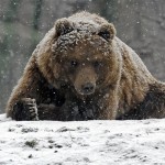 A Kamchatka Brown Bear rests in the first snow at the zoo in Gelsenkirchen, western Germany, Monday, Nov. 29, 2010. Winter arrives all over Germany with heavy snowfall and ice. (AP Photo/Martin Meissner)