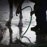 A groom sprays water on Kentucky Derby winner California Chrome's hooves after a workout at Pimlico Race Course in Baltimore, Saturday, May 17, 2014, on the morning of the 139th running of the Preakness Stakes horse race. (AP Photo/Patrick Semansky)