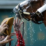 Kentucky Derby winner California Cause bucks his head back as a groom and exercise rider Willie Delgado, in red, try to wash his face after a workout at Pimlico Race Course in Baltimore, Saturday, May 17, 2014, on the morning of the 139th running of the Preakness Stakes horse race. (AP Photo/Patrick Semansky)