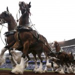 The Budweiser Clydesdales trot around the warning track before an opening day baseball game between the Kansas City Royals and Chicago White Sox at Kauffman Stadium in Kansas City, Mo., Monday, April 6, 2015. (AP Photo/Orlin Wagner)