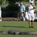 A caddie takes a photo as an alligator rests while crossing the 14th fairway during the first round of the PGA Tour Zurich Classic golf tournament at TPC Louisiana in Avondale, La., Thursday, April 25, 2013. (AP Photo/Gerald Herbert)